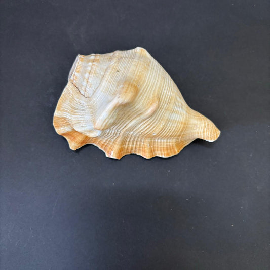 Sea Shell